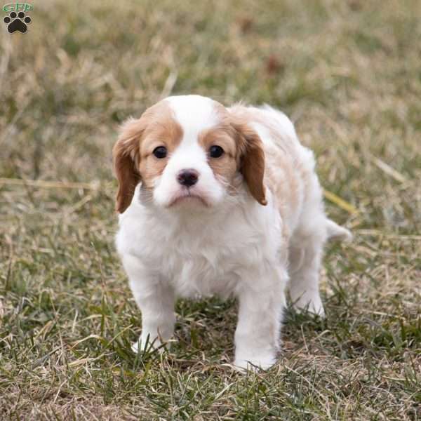 Blake, Cavalier King Charles Spaniel Puppy